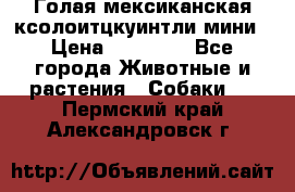 Голая мексиканская ксолоитцкуинтли мини › Цена ­ 20 000 - Все города Животные и растения » Собаки   . Пермский край,Александровск г.